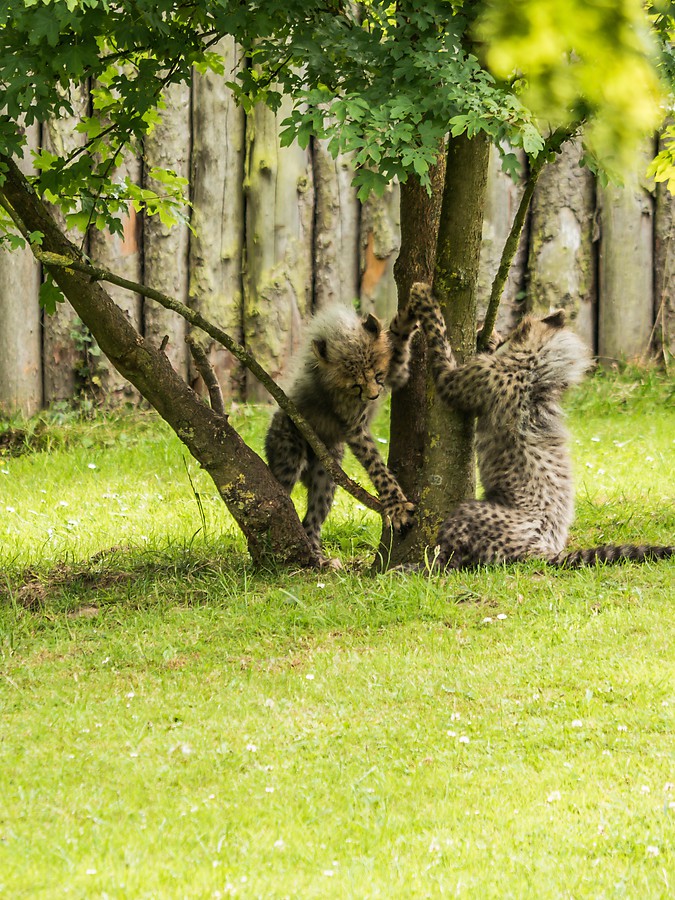 20130705 1030022 [DMC G6] 240 mm,1 160 Sek. bei ƒ   5,3
