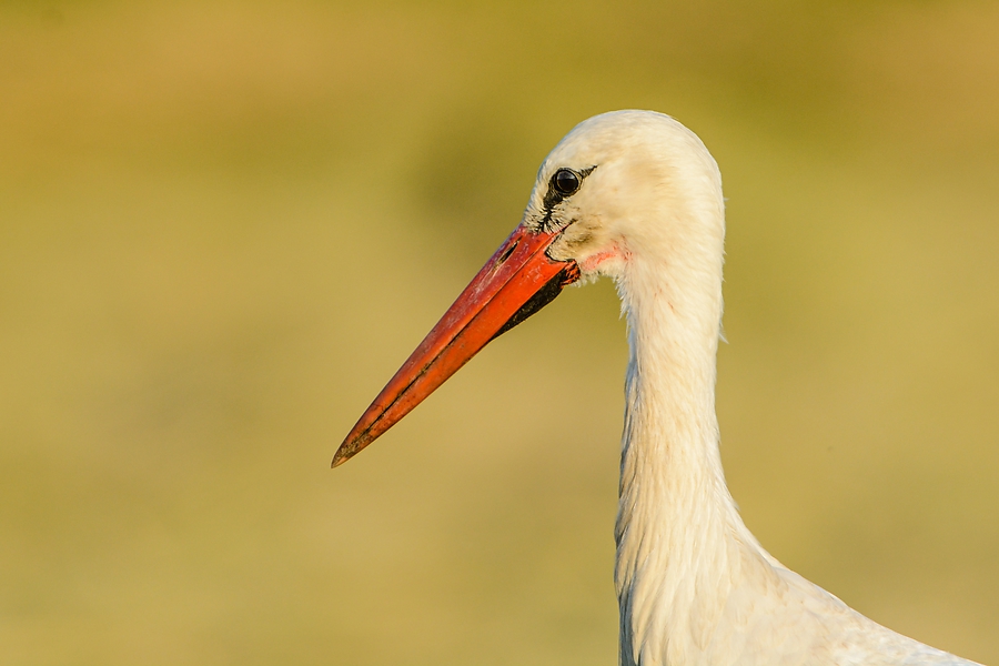 20130706 3023 [NIKON D7100] 850 mm,1 640 Sek. bei ƒ   8,0