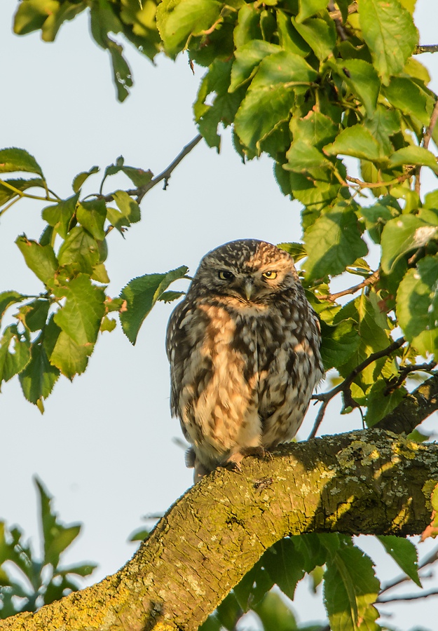 20130707 3232 [NIKON D7100] 850 mm,1 320 Sek. bei ƒ   7,1