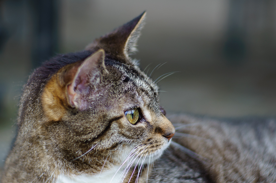 20130728 DSC01248