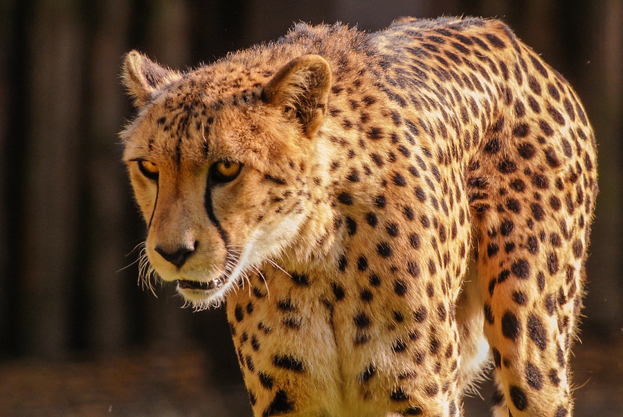20130804 8304 [NIKON 1 V1] 340 mm,1 250 Sek. bei ƒ   5,6
