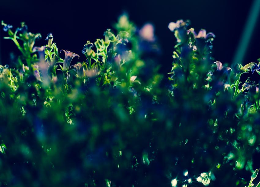 20130810 1TZ 2667