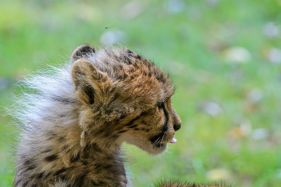 20130810 3597 [NIKON D7100] 400 mm,1 250 Sek. bei ƒ   6,3
