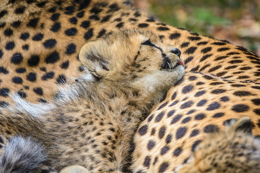 20130810 4030 [NIKON D7100] 400 mm,1 200 Sek. bei ƒ   4,0