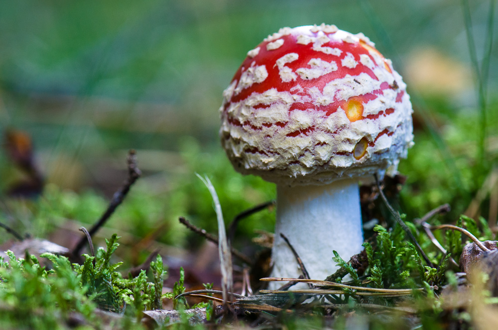 20130929 09 Pilze01