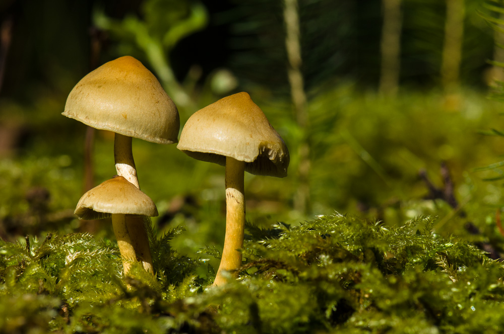20130929 14 Pilze02