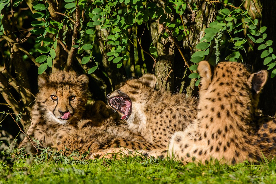 20130929 4243 [NIKON D7100] 400 mm,1 1250 Sek. bei ƒ   6,3