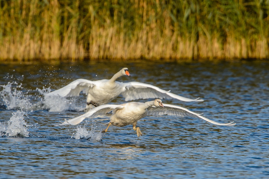 20131101 0580 [NIKON D4] 1000 mm,1 1000 Sek. bei ƒ   9,0