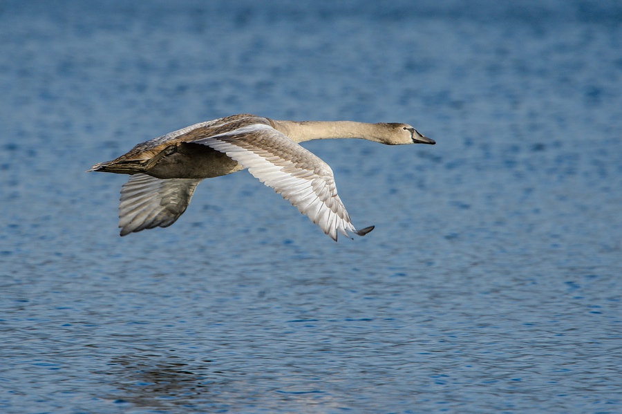 20131101 0620 [NIKON D4] 1000 mm,1 1000 Sek. bei ƒ   9,0