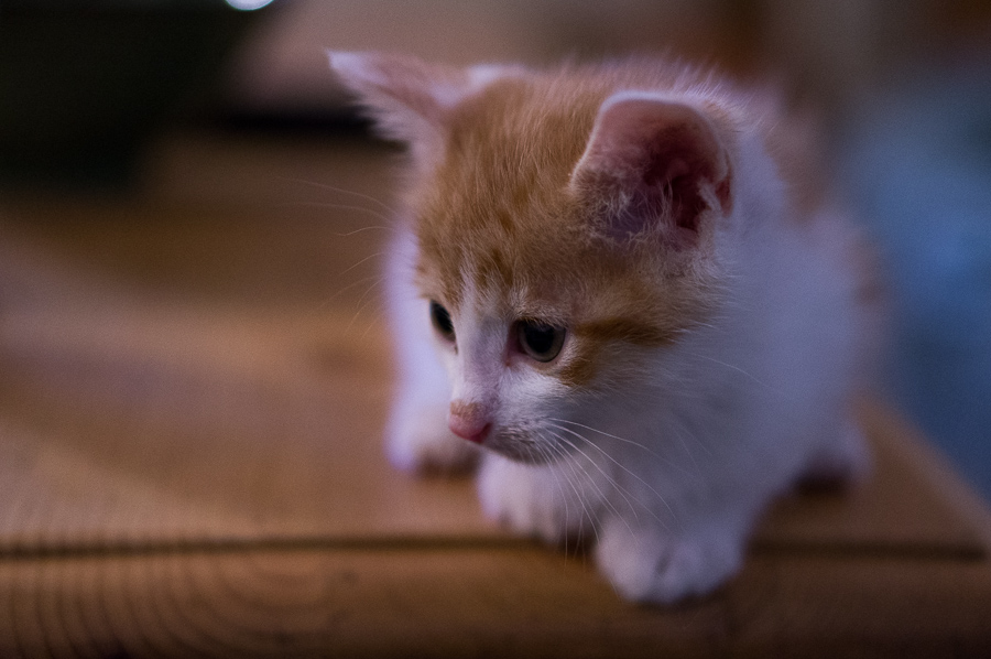 20131117 20131117 DSC01364