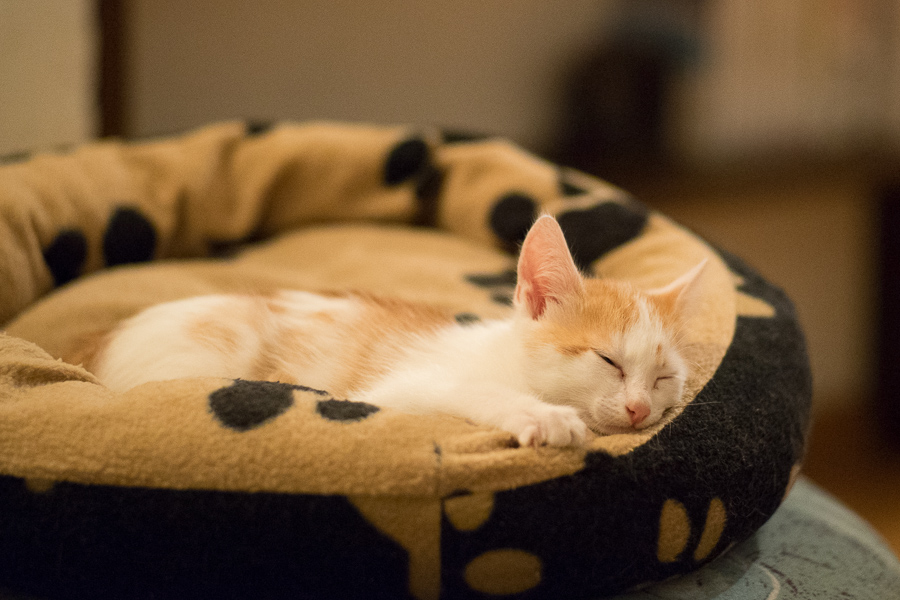 20131208 DSC00098
