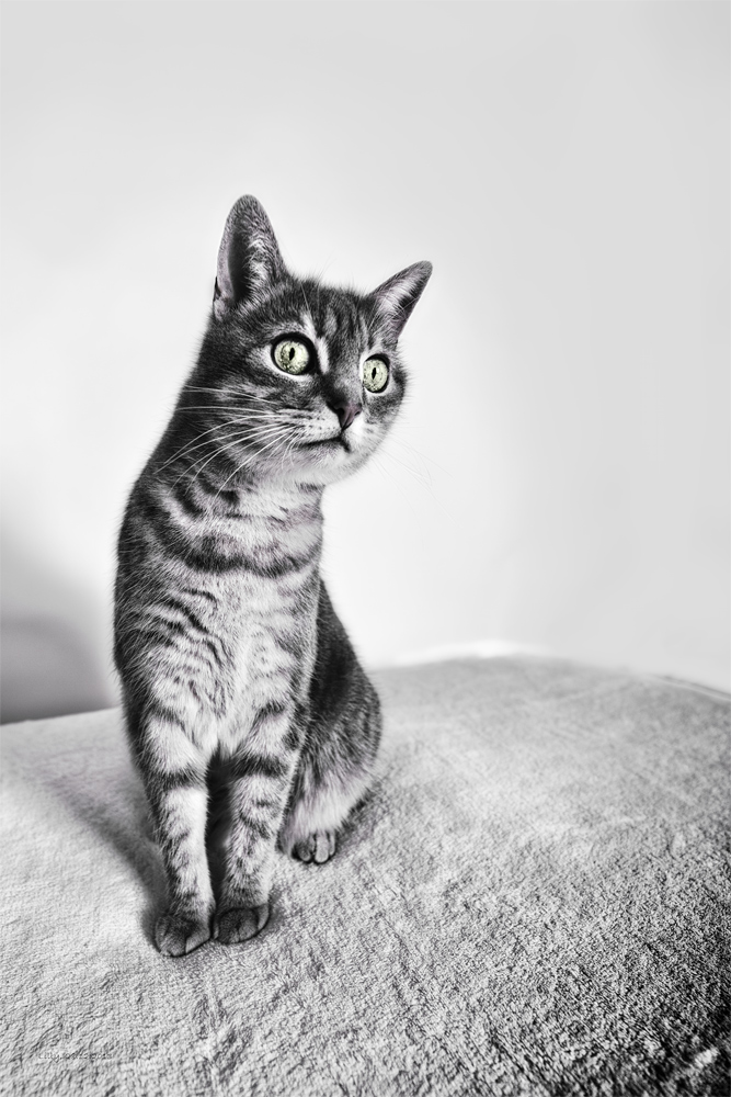 20131228 0039 PS 1000Px
