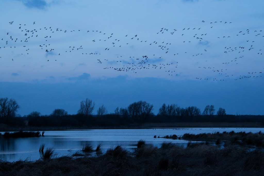 2014 01 08 Steinhuder Meer  (218a von 223)