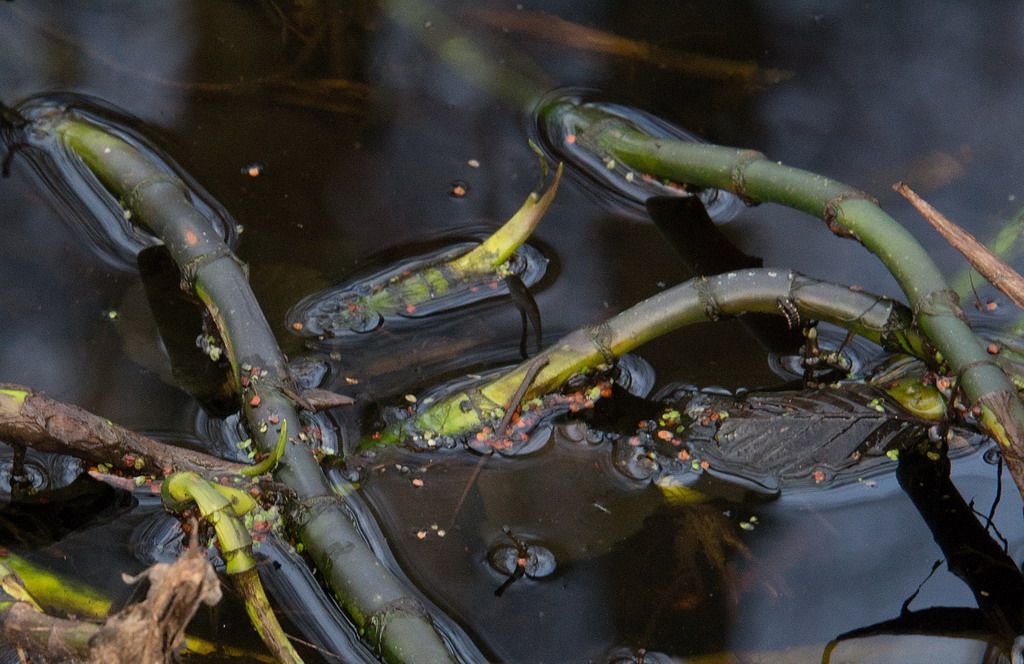2014 01 08 Steinhuder Meer  (39 a von 223)