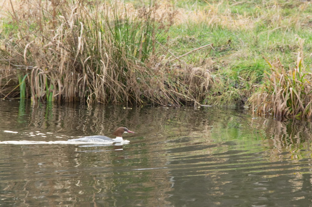 2014 01 08 Steinhuder Meer  (81 von 223)