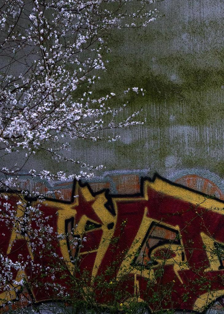 2014 03 16 Blüten und Graffiti