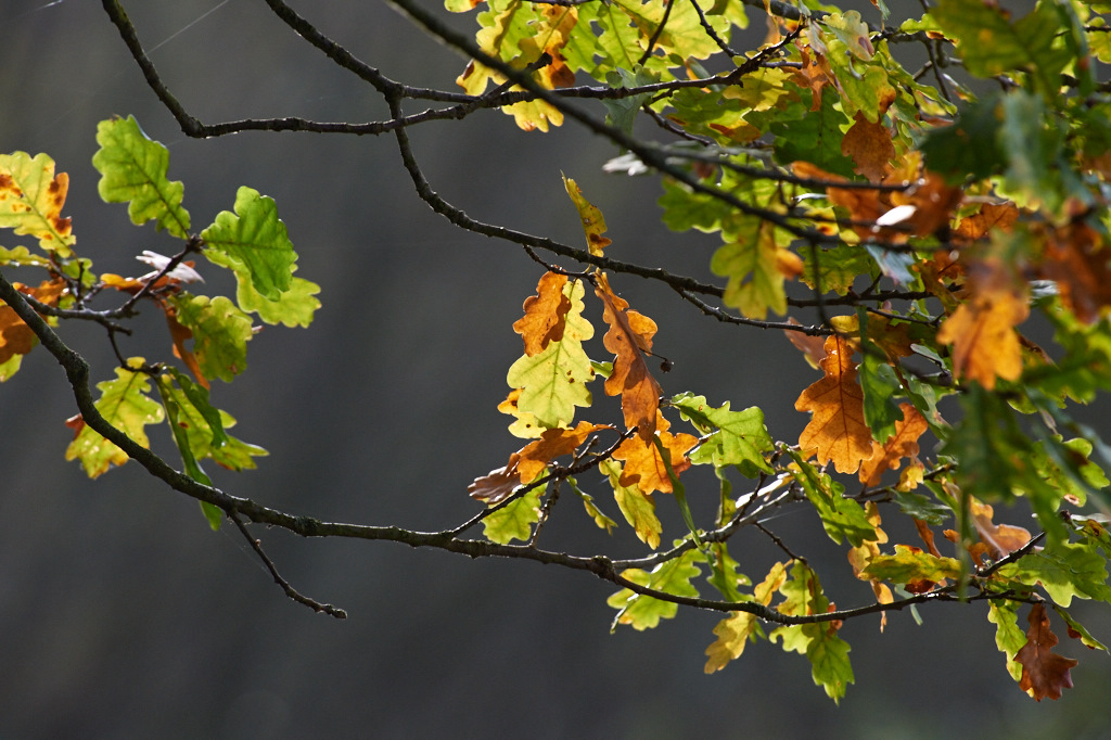 2014 10 24 15 49 11  DSC1096