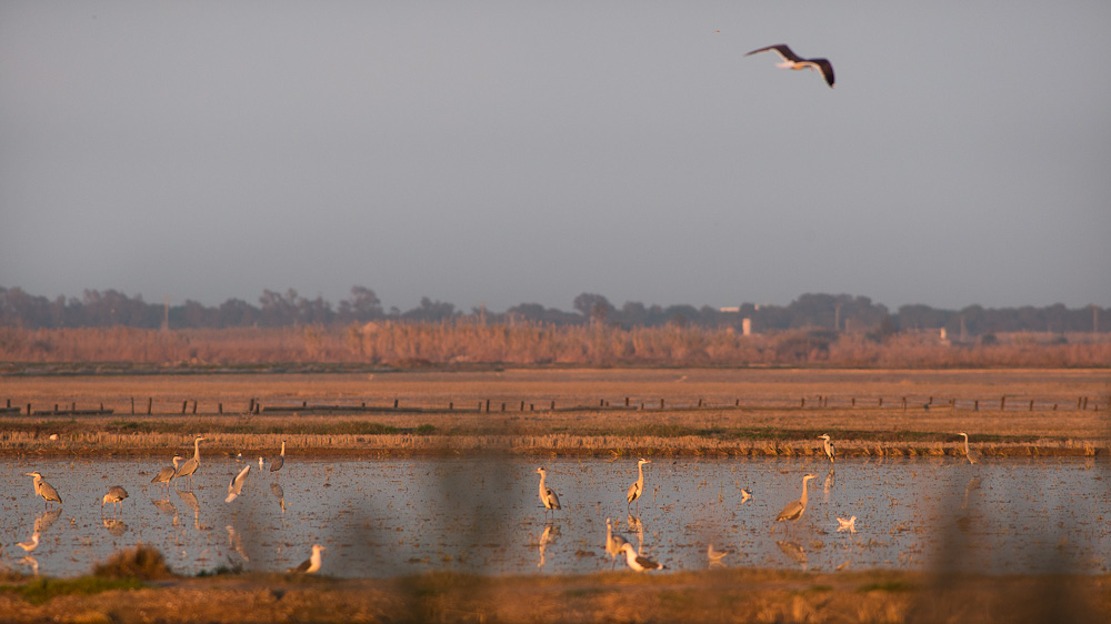 2014 12 24 Valencia Albufera 0025 2