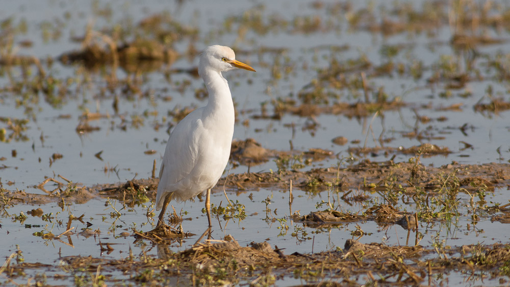 2014 12 25 Valencia Albufera 0269