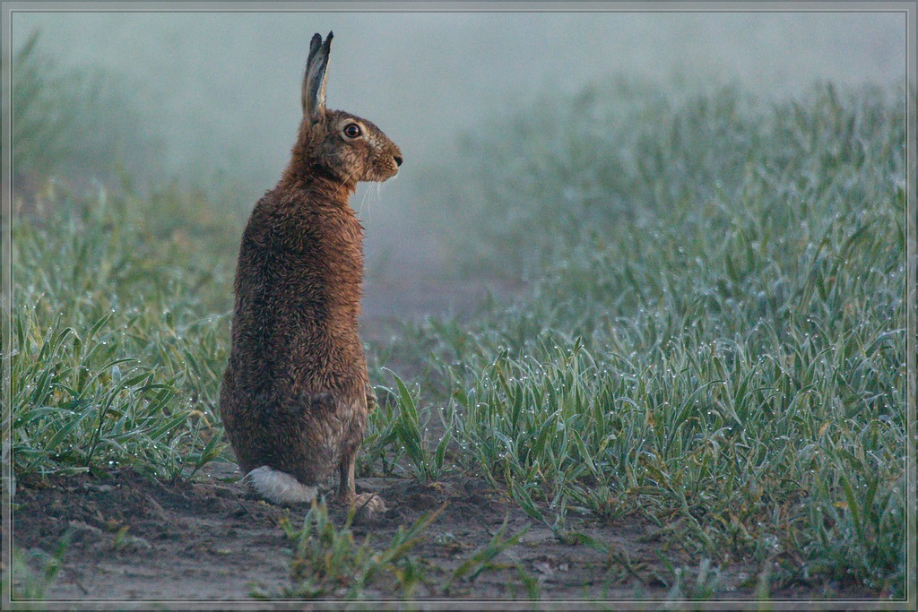 20140109 0326 [NIKON 1 V3] 300 mm,1 125 Sek. bei ƒ   5,6