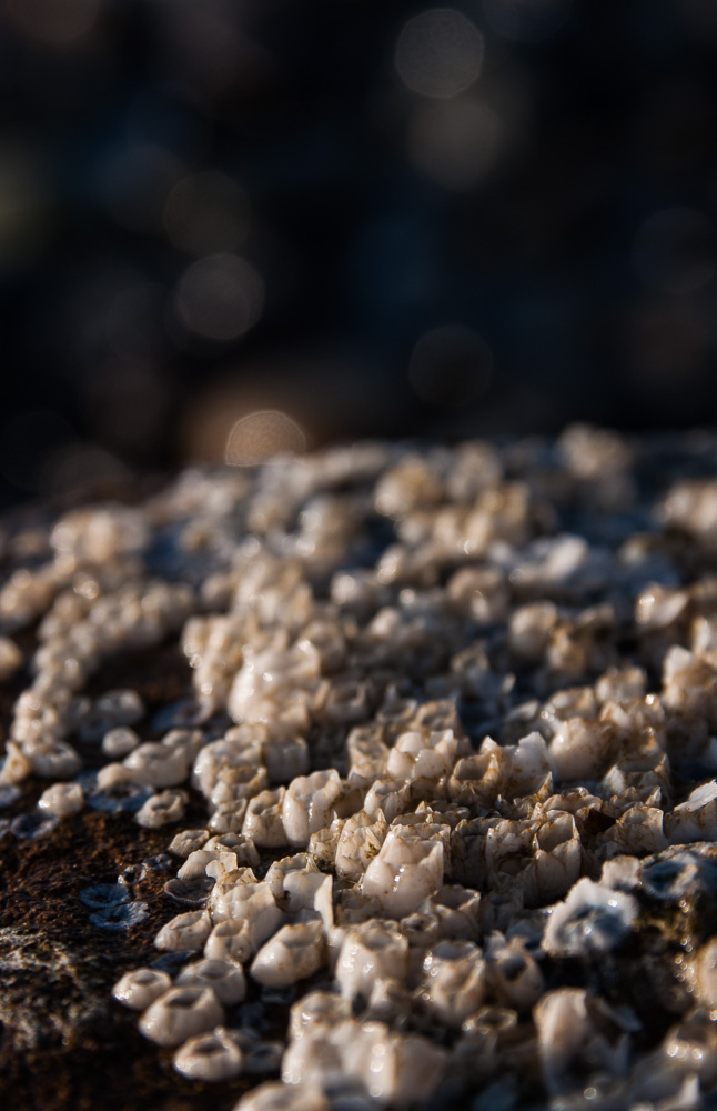 20140204 08 Markgtrafenheide06