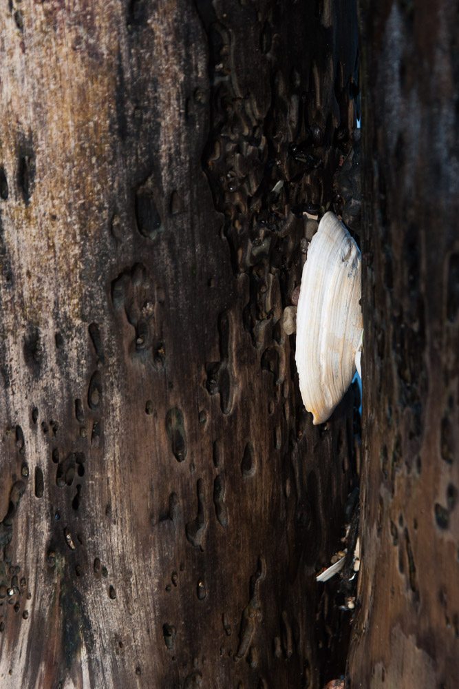 20140204 12 Markgtrafenheide08