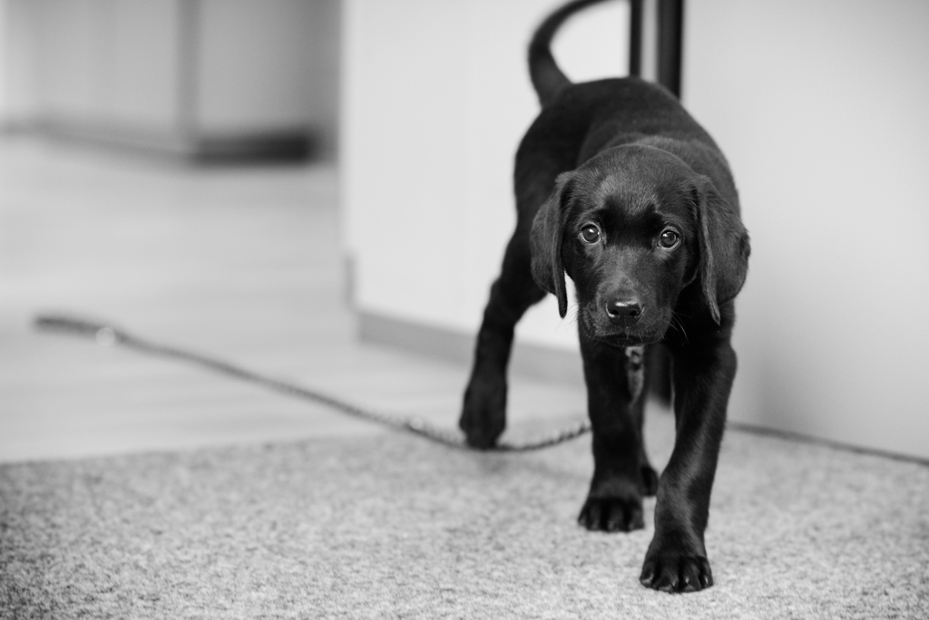 20140212 Hund