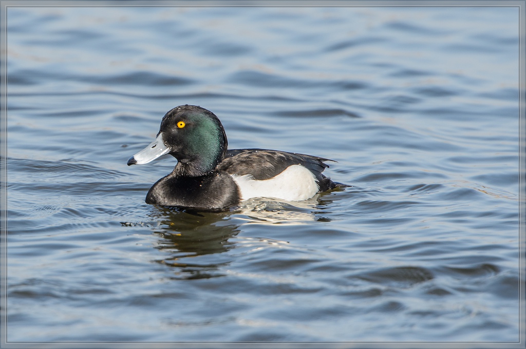 20140308 2787 [NIKON D4] 850 mm,1 1600 Sek. bei ƒ   7,1