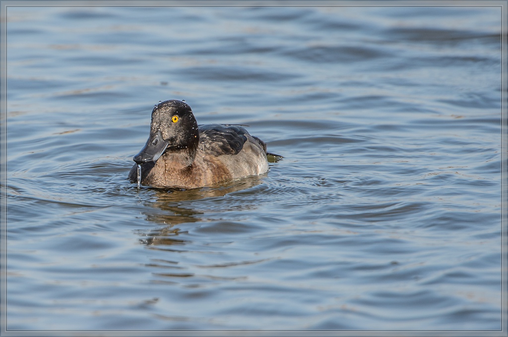 20140308 2788 [NIKON D4] 850 mm,1 1600 Sek. bei ƒ   7,1