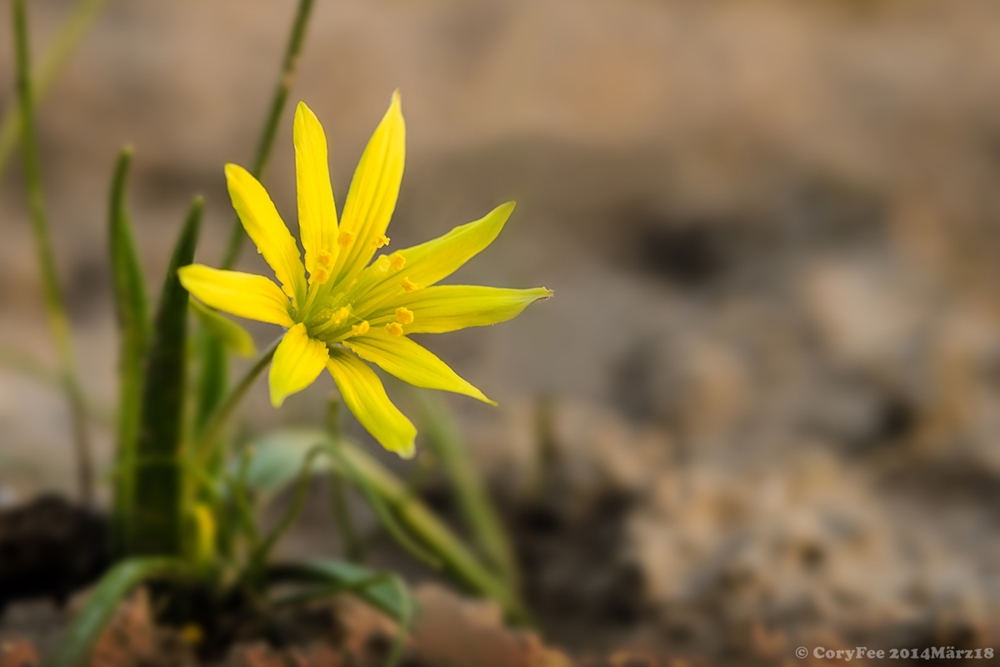 20140308 DSC 0113nf Acker-Gelbstern