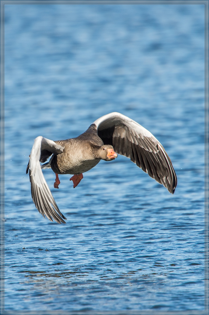 20140309 3330 [NIKON D4] 1000 mm,1 2000 Sek. bei ƒ   8,0