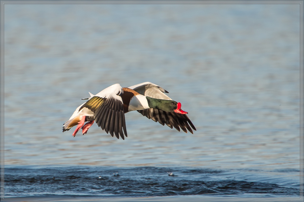 20140309 3364 [NIKON D4] 1000 mm,1 2000 Sek. bei ƒ   7,1