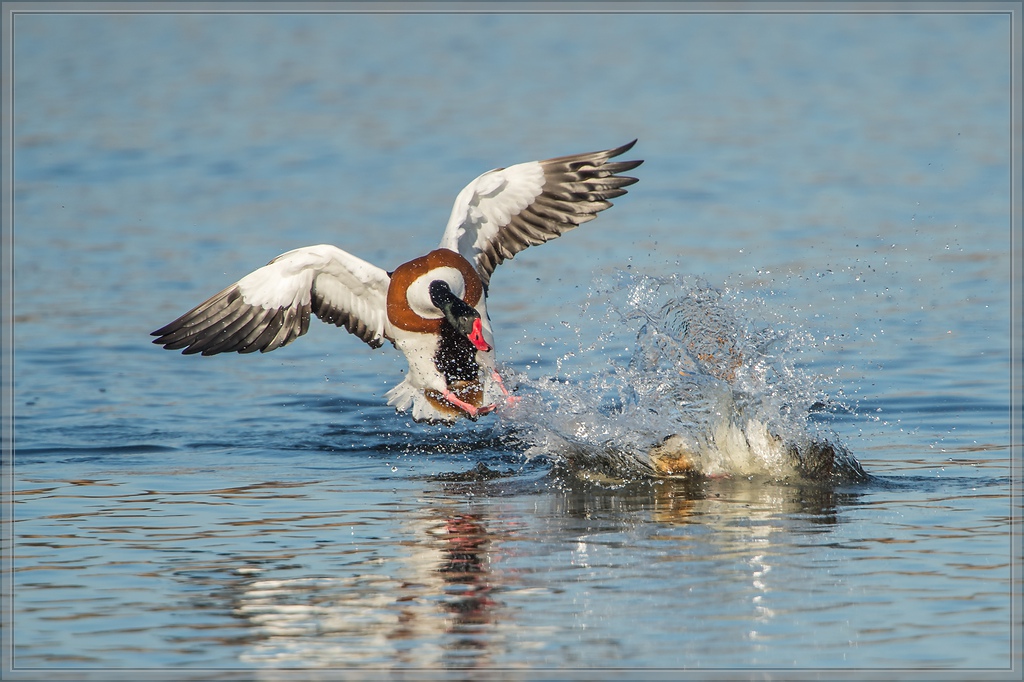 20140309 3444 [NIKON D4] 1000 mm,1 2000 Sek. bei ƒ   7,1