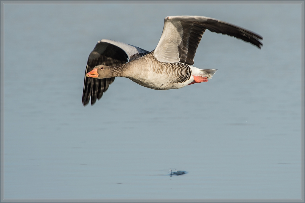 20140314 3550 [NIKON D4] 850 mm,1 1600 Sek. bei ƒ   8,0