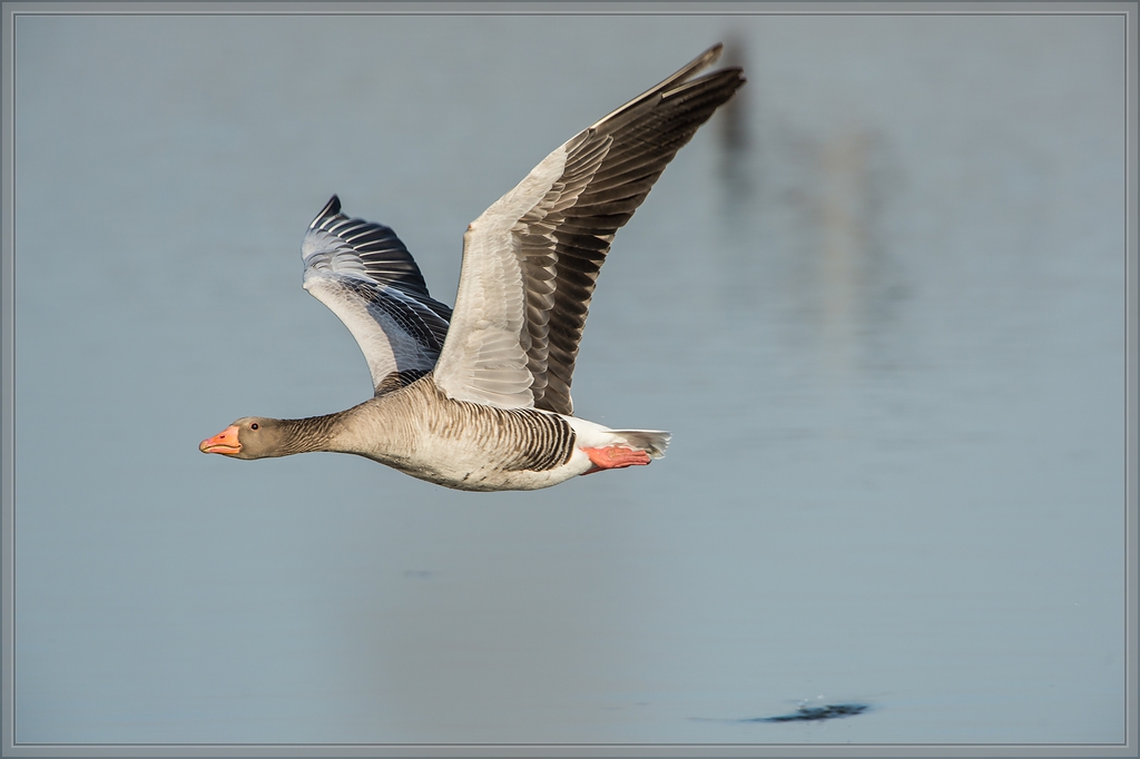20140314 3554 [NIKON D4] 850 mm,1 1600 Sek. bei ƒ   8,0
