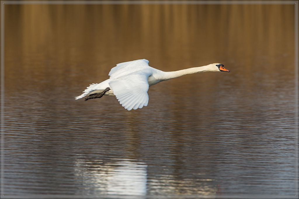 20140314 3592 [NIKON D4] 850 mm,1 1250 Sek. bei ƒ   8,0