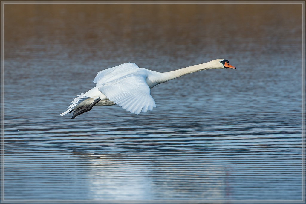 20140314 3600 [NIKON D4] 850 mm,1 1600 Sek. bei ƒ   8,0