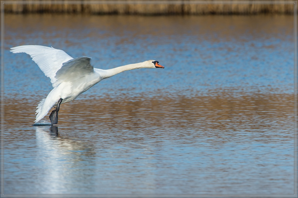 20140314 3618 [NIKON D4] 850 mm,1 1250 Sek. bei ƒ   8,0