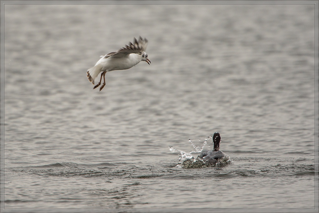 20140316 3964 [NIKON D4] 850 mm,1 500 Sek. bei ƒ   5,6