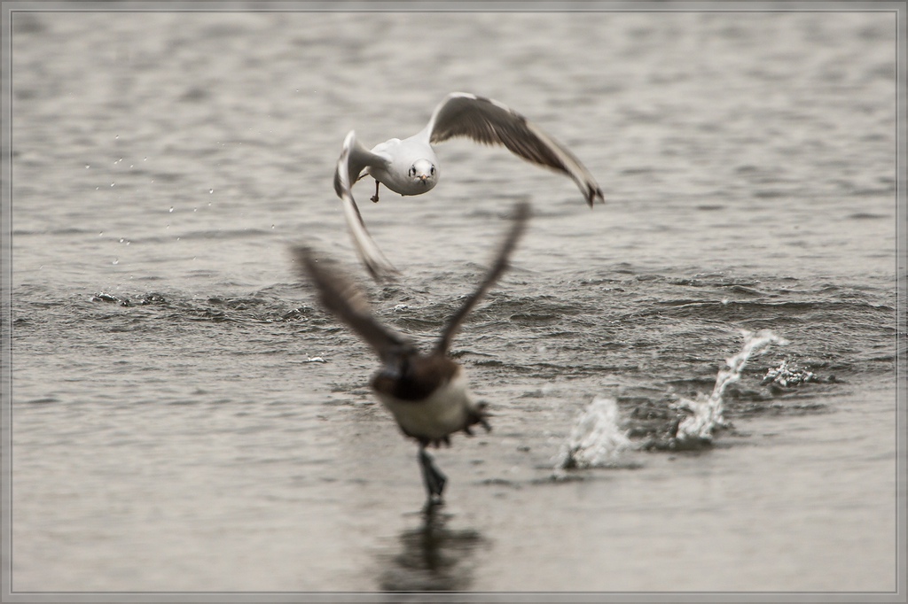 20140316 3967 [NIKON D4] 850 mm,1 500 Sek. bei ƒ   5,6
