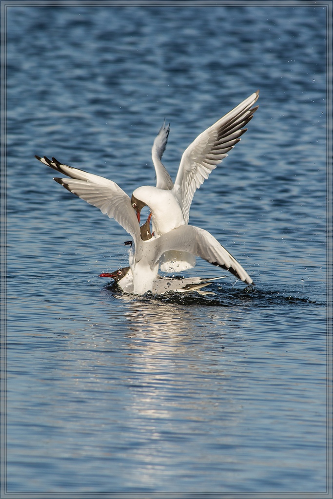 20140319 5706 [NIKON D7100] 500 mm,1 800 Sek. bei ƒ   7,1