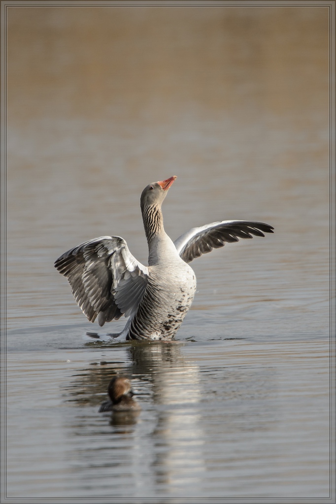 20140323 4217 [NIKON D4] 1000 mm,1 2000 Sek. bei ƒ   7,1