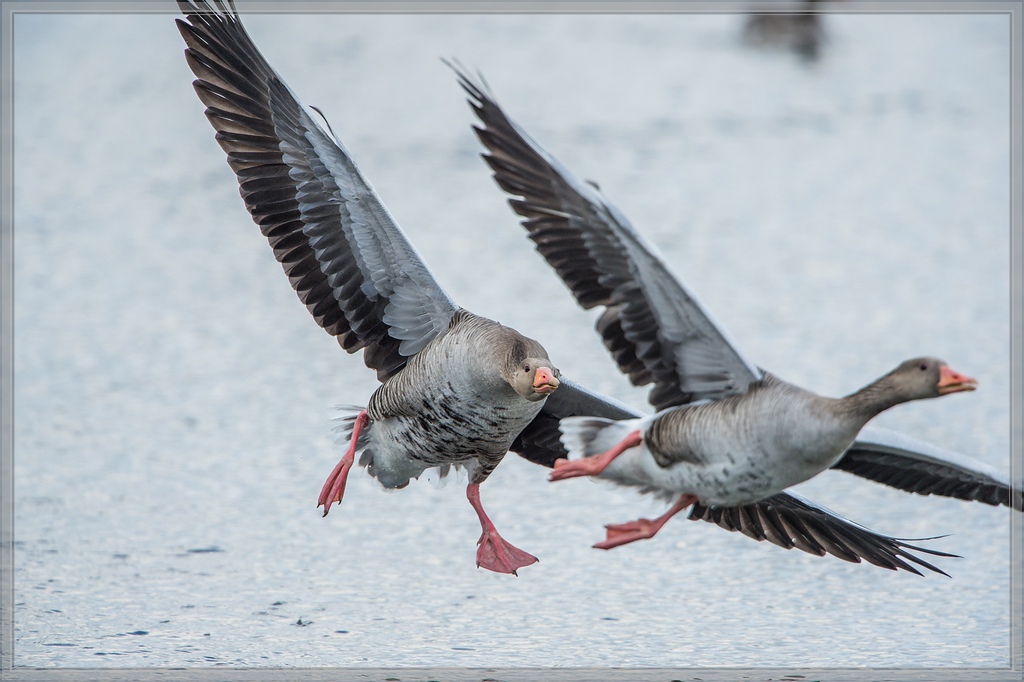 20140323 4377 [NIKON D4] 850 mm,1 2000 Sek. bei ƒ   7,1