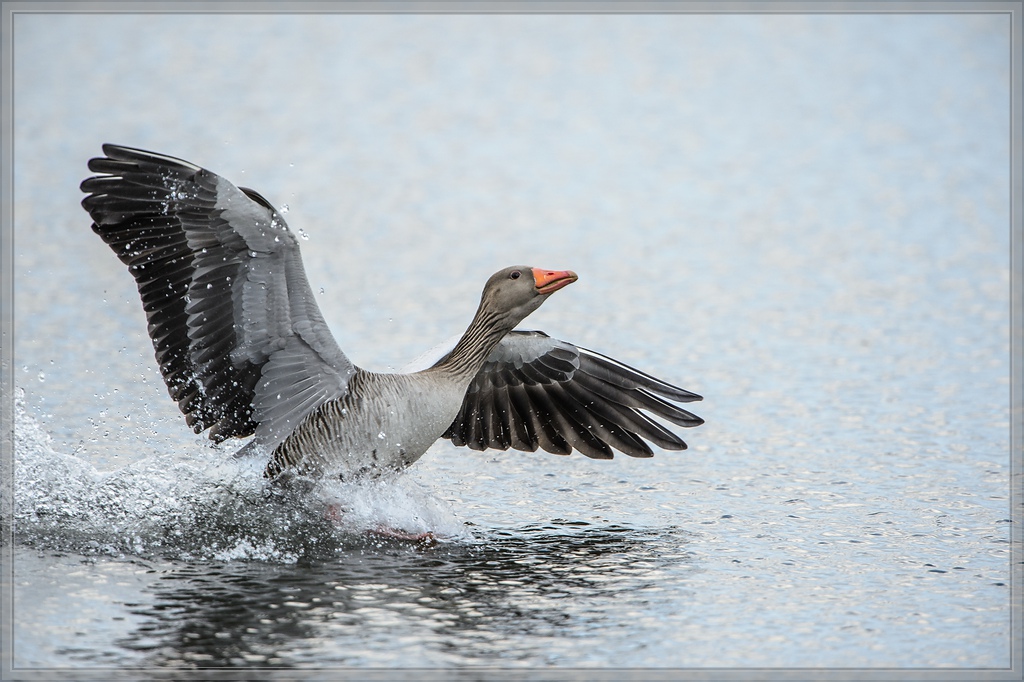 20140323 4383 [NIKON D4] 850 mm,1 2000 Sek. bei ƒ   7,1