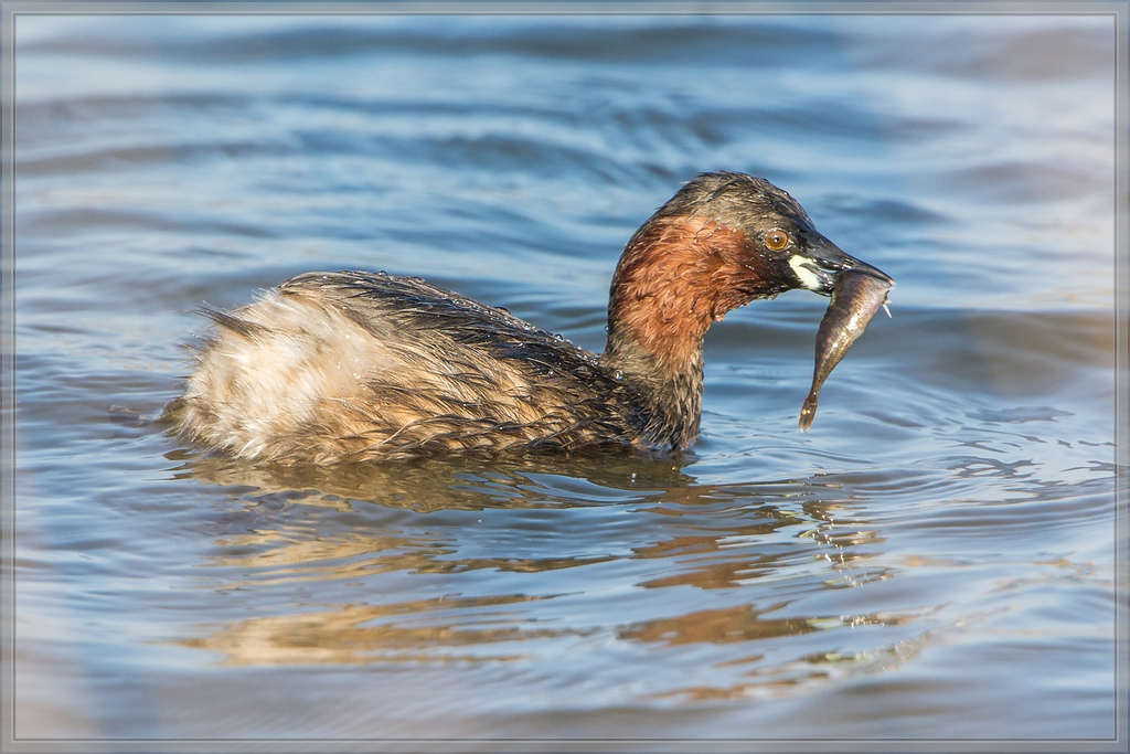 20140329 6141 [NIKON D7100] 850 mm,1 1000 Sek. bei ƒ   8,0 2