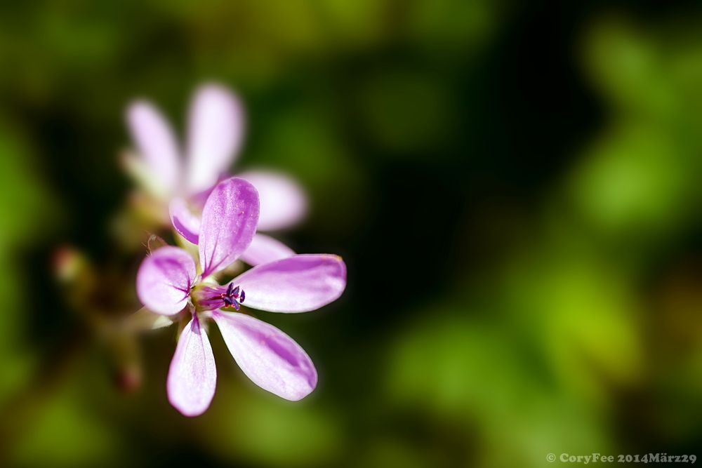 20140329 DSC 0032nf