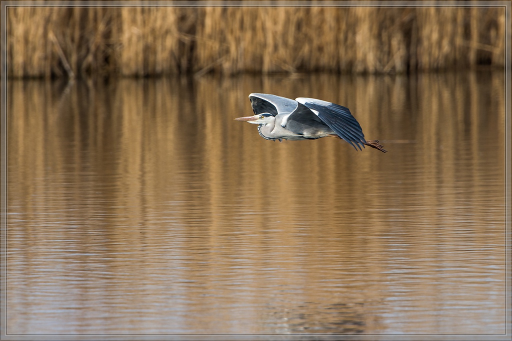 20140330 5132 [NIKON D4] 850 mm,1 1000 Sek. bei ƒ   8,0