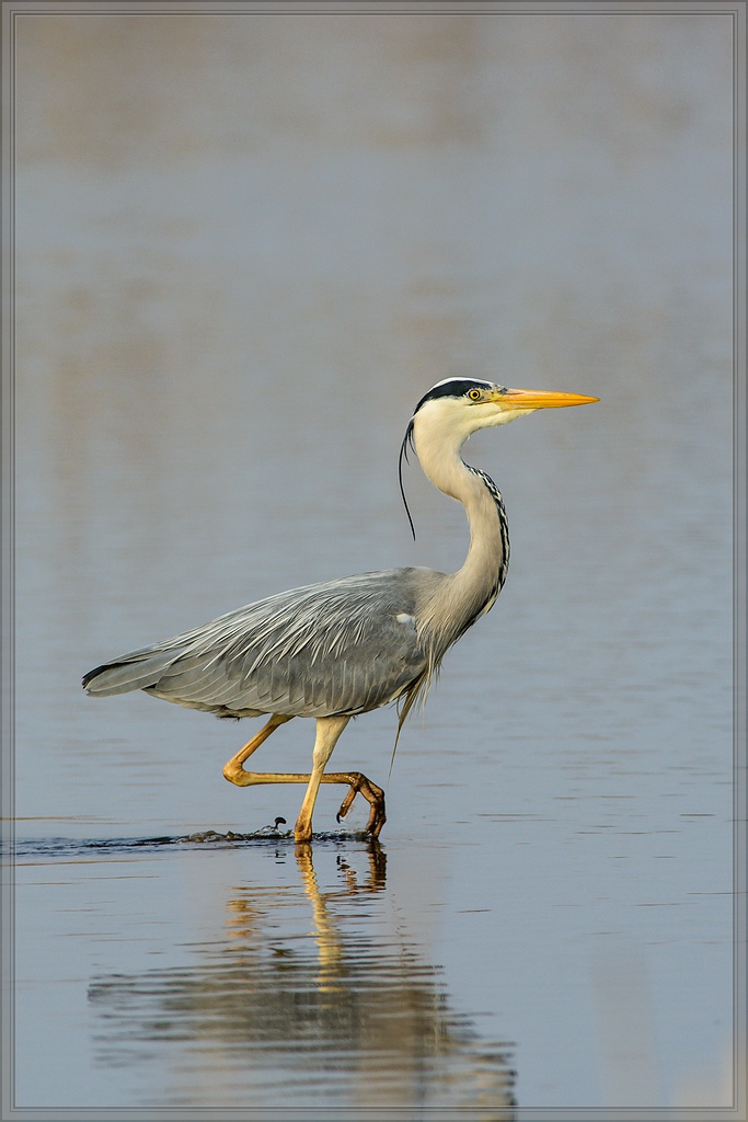 20140401 6494 [NIKON D7100] 500 mm,1 800 Sek. bei ƒ   6,3