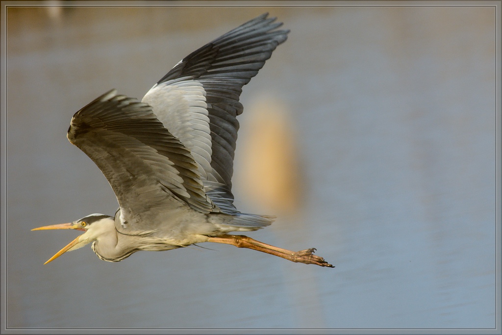 20140401 6527 [NIKON D7100] 500 mm,1 800 Sek. bei ƒ   6,3 2