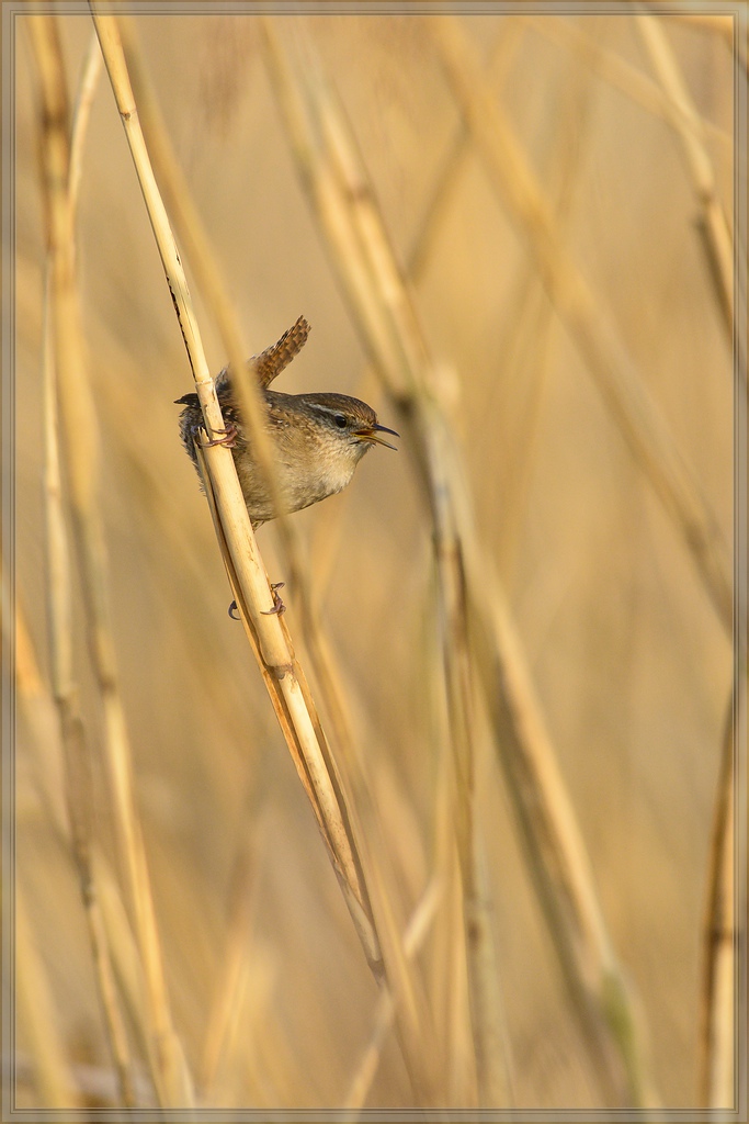 20140401 6558 [NIKON D7100] 500 mm,1 800 Sek. bei ƒ   6,3